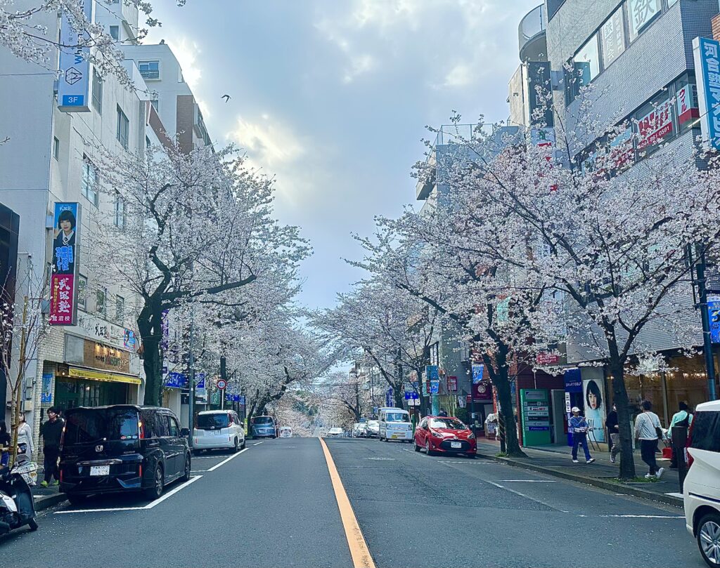 春待ち坂の桜
